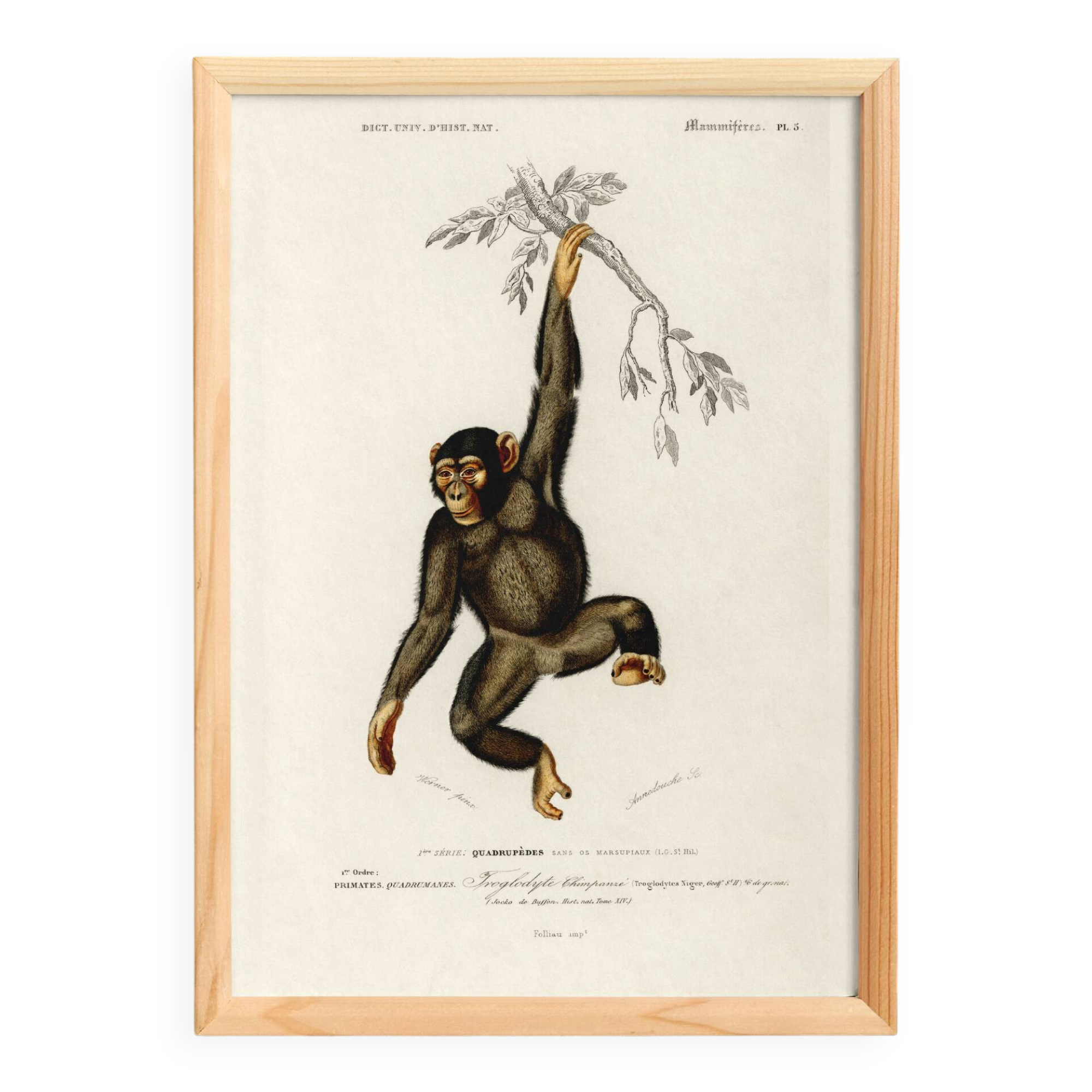 Poster about the chimpanzee, based on an old engraving from 1849.