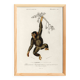 Poster about the chimpanzee, based on an old engraving from 1849.