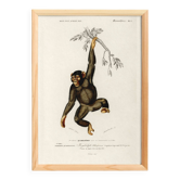 Poster about the chimpanzee, based on an old engraving from 1849.
