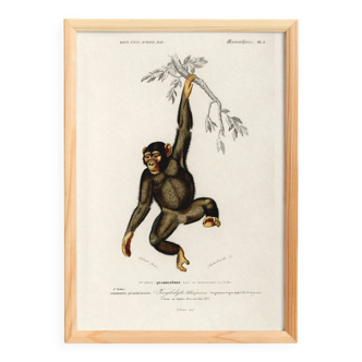 Poster about the chimpanzee, based on an old engraving from 1849.