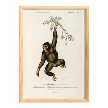 Poster about the chimpanzee, based on an old engraving from 1849.
