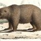 Original zoological plate " loir, marmotte, ours " - buffon 1840