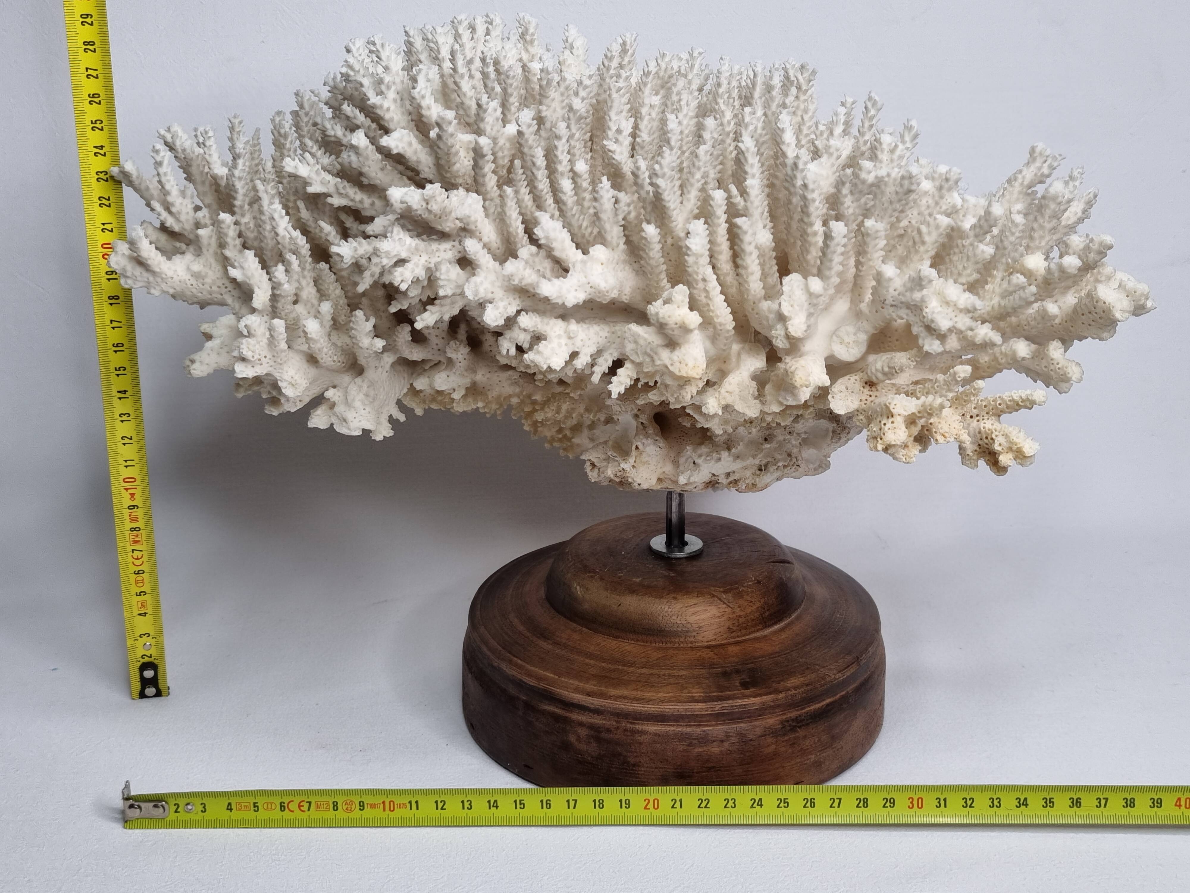 Antique natural white coral on turned wooden base 41 cm