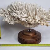 Ancien corail naturel blanc sur socle en bois tourné 41 cm