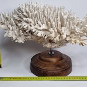 Ancien corail naturel blanc sur socle en bois tourné 41 cm