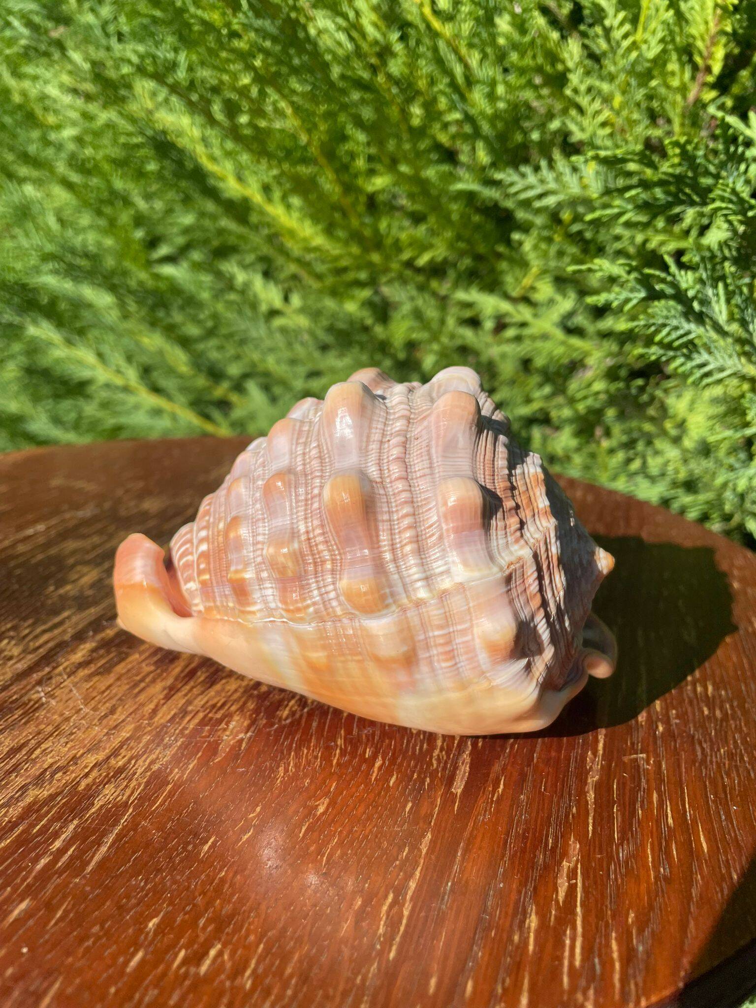 Large seashell: Cypraecassis rufa