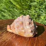 Large seashell: Cypraecassis rufa
