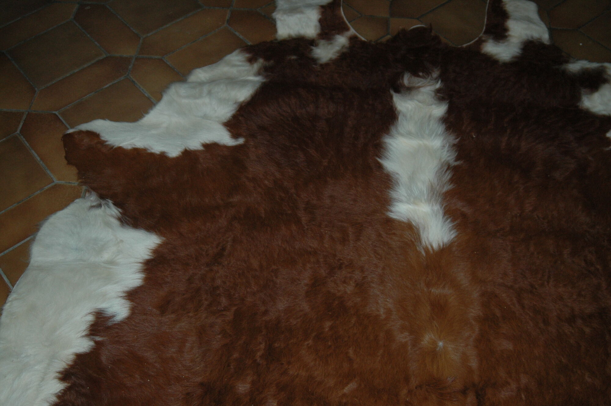 Carpet skin of cow 195x226cm