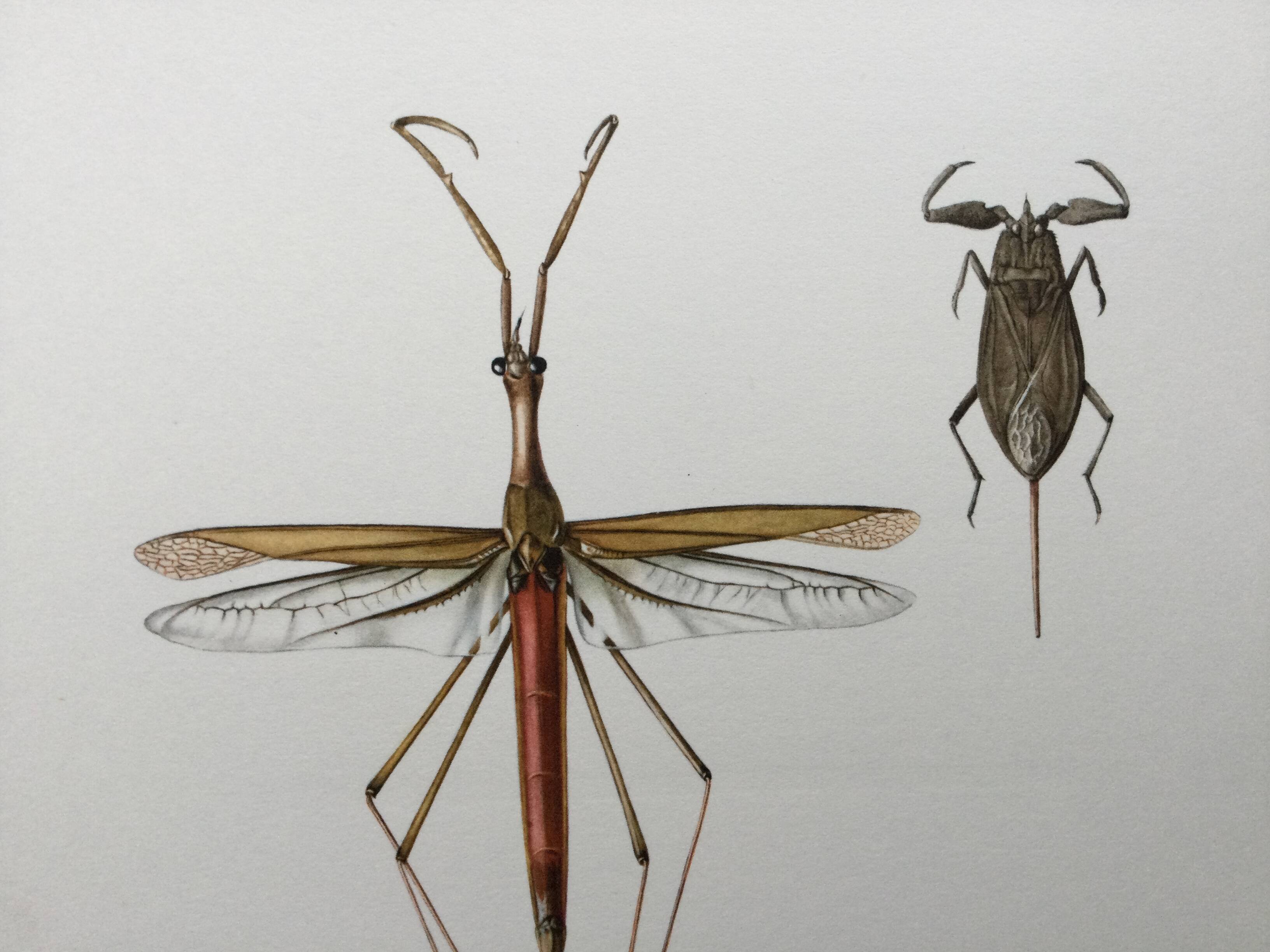 Vintage insect print. Original plate 1969.