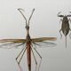 Vintage insect print. Original plate 1969.