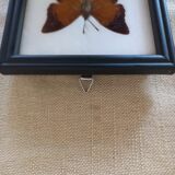 Naturalized butterfly frame