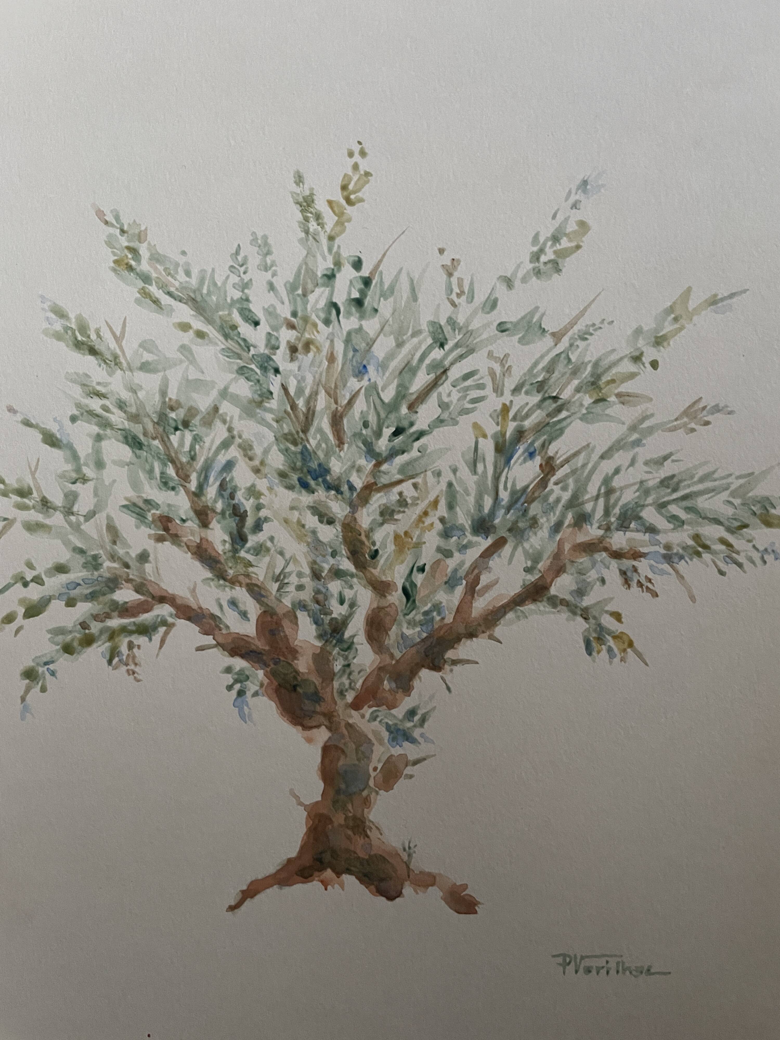 Painting signed watercolor Provençal landscape “the olive tree”