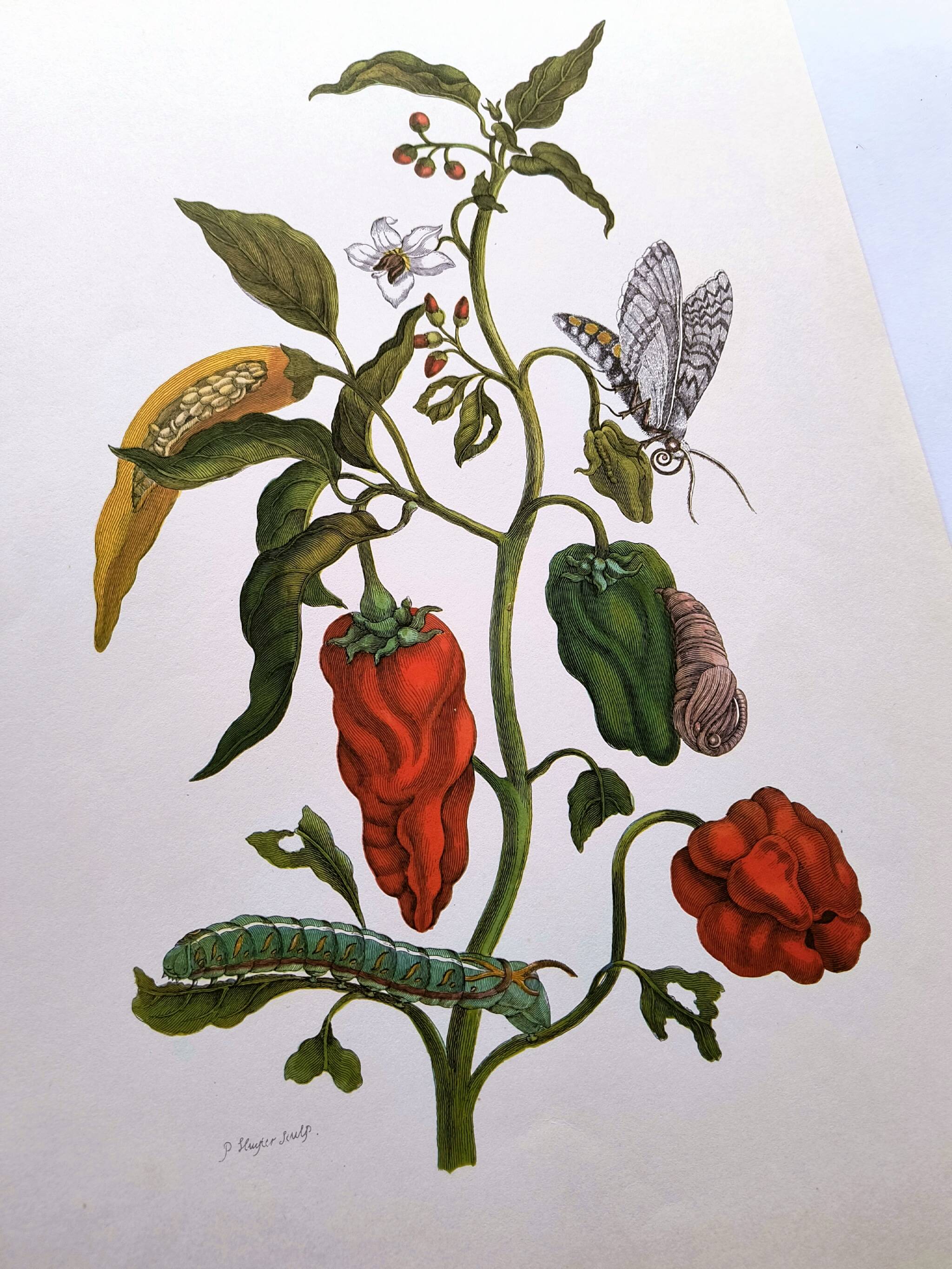Botanical plate by Merian - Suriname pepper and hawk moth - illustration