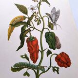 Botanical plate by Merian - Suriname pepper and hawk moth - illustration