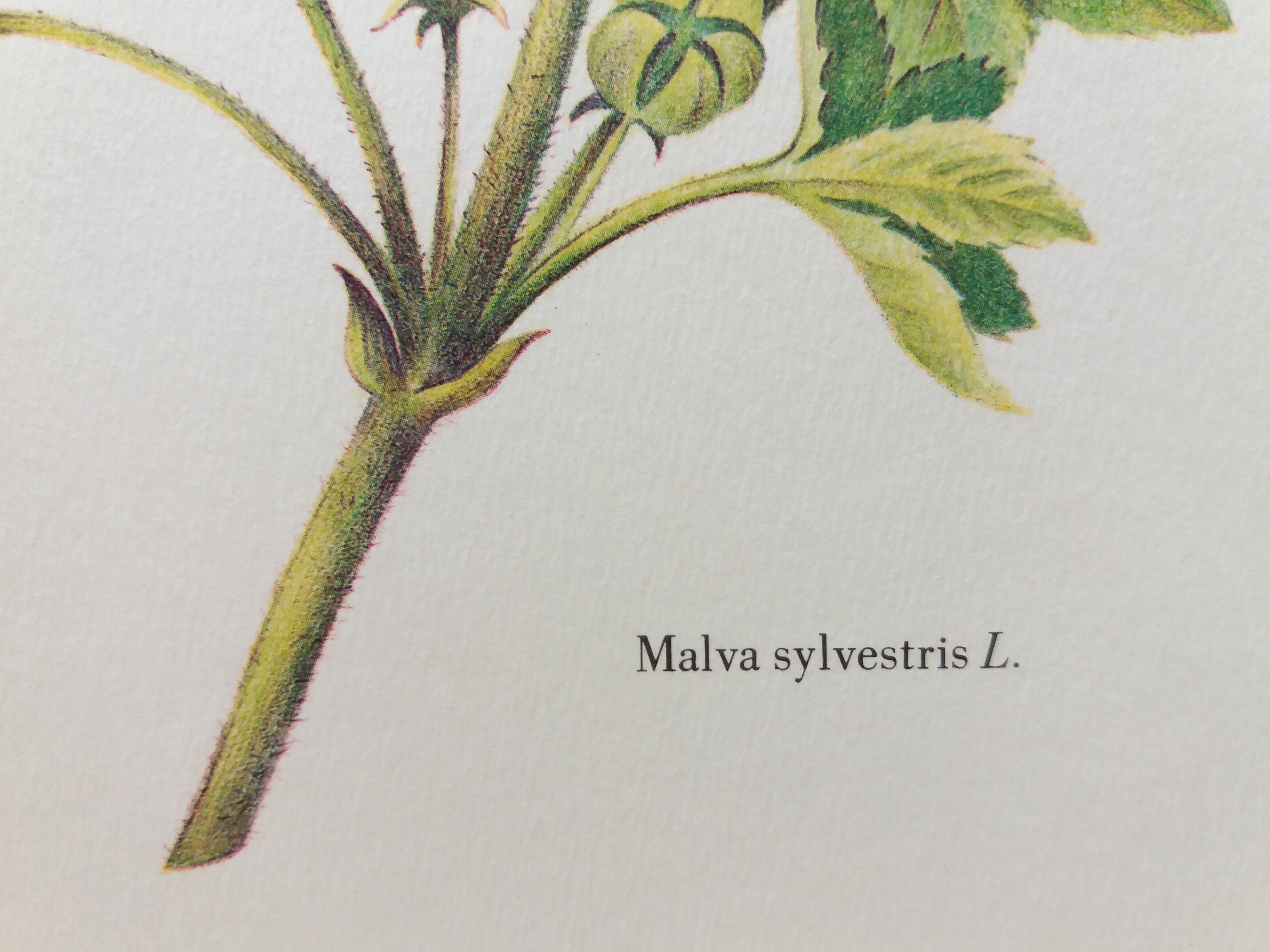 La Mauve botanical plank