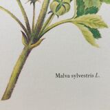 La Mauve botanical plank