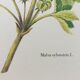 La Mauve botanical plank