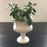 Medici style white vase