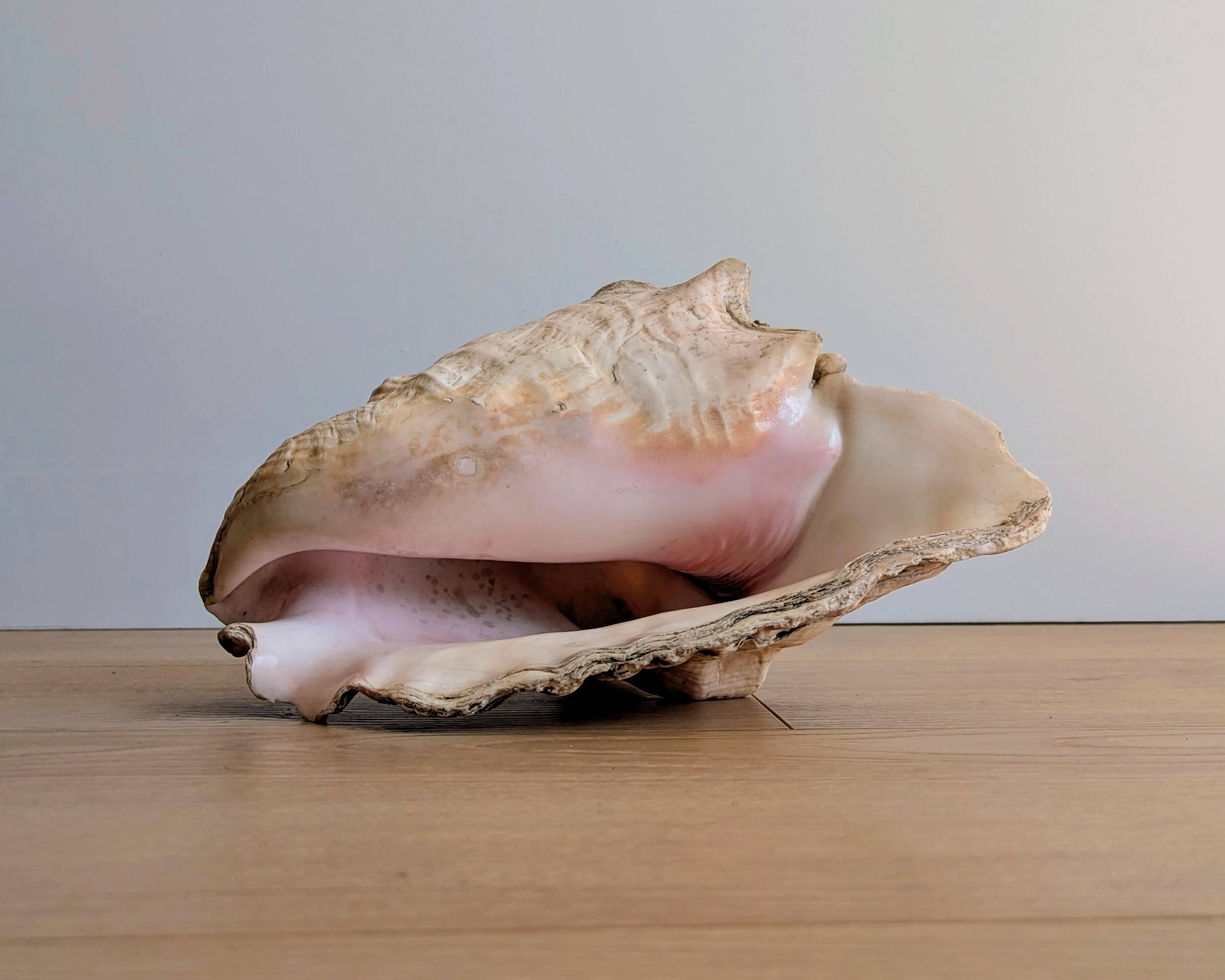 Conch Marine shell - Strombus alatus 26 cm 1.6 kg