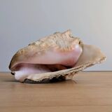Conch Marine shell - Strombus alatus 26 cm 1.6 kg