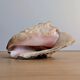 Conch Marine shell - Strombus alatus 26 cm 1.6 kg