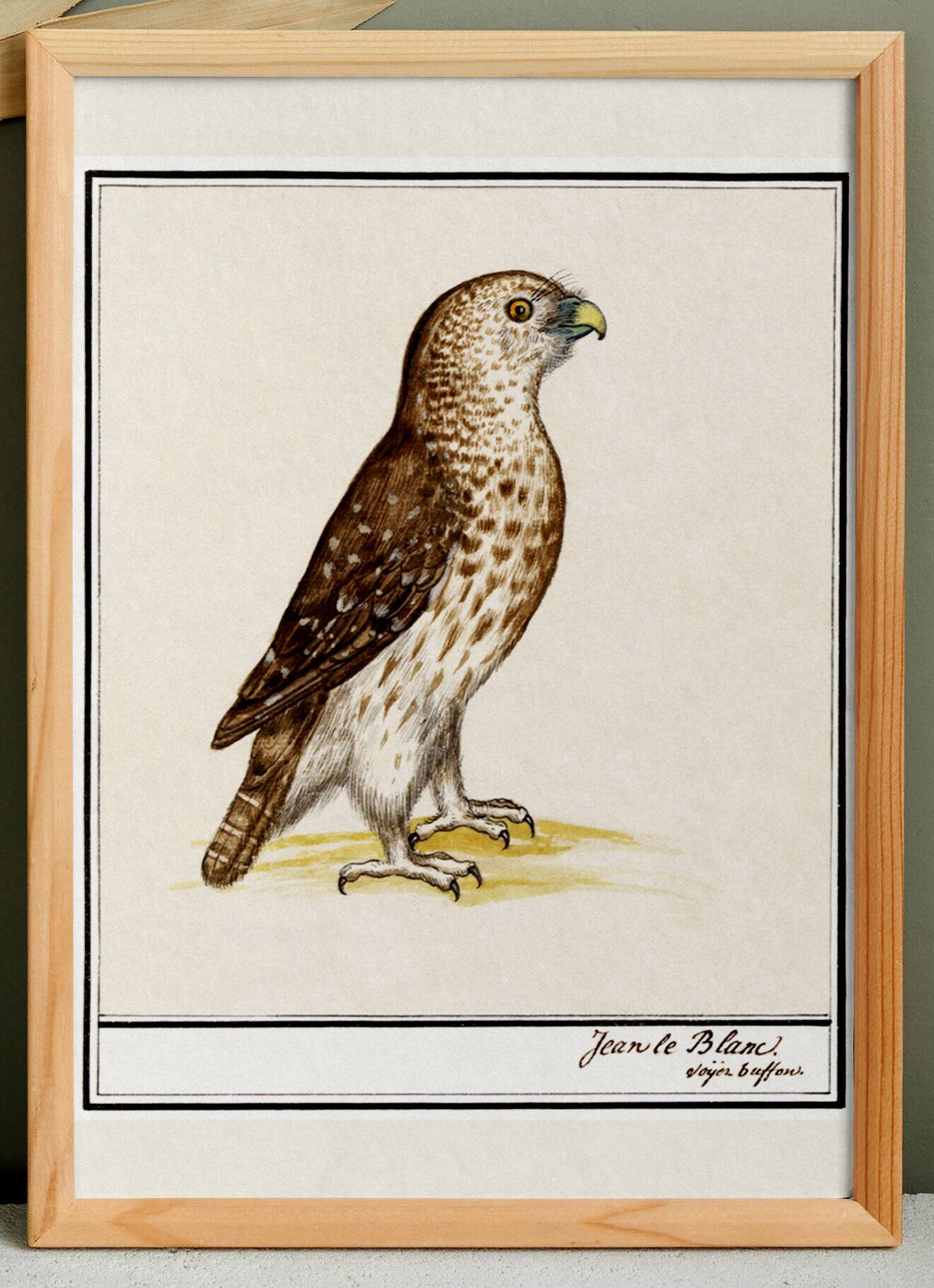 Small poster about the falcon, after an old engraving from 1610.