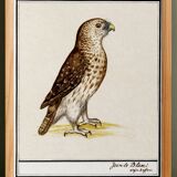 Small poster about the falcon, after an old engraving from 1610.