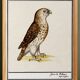 Small poster about the falcon, after an old engraving from 1610.