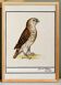 Small poster about the falcon, after an old engraving from 1610.