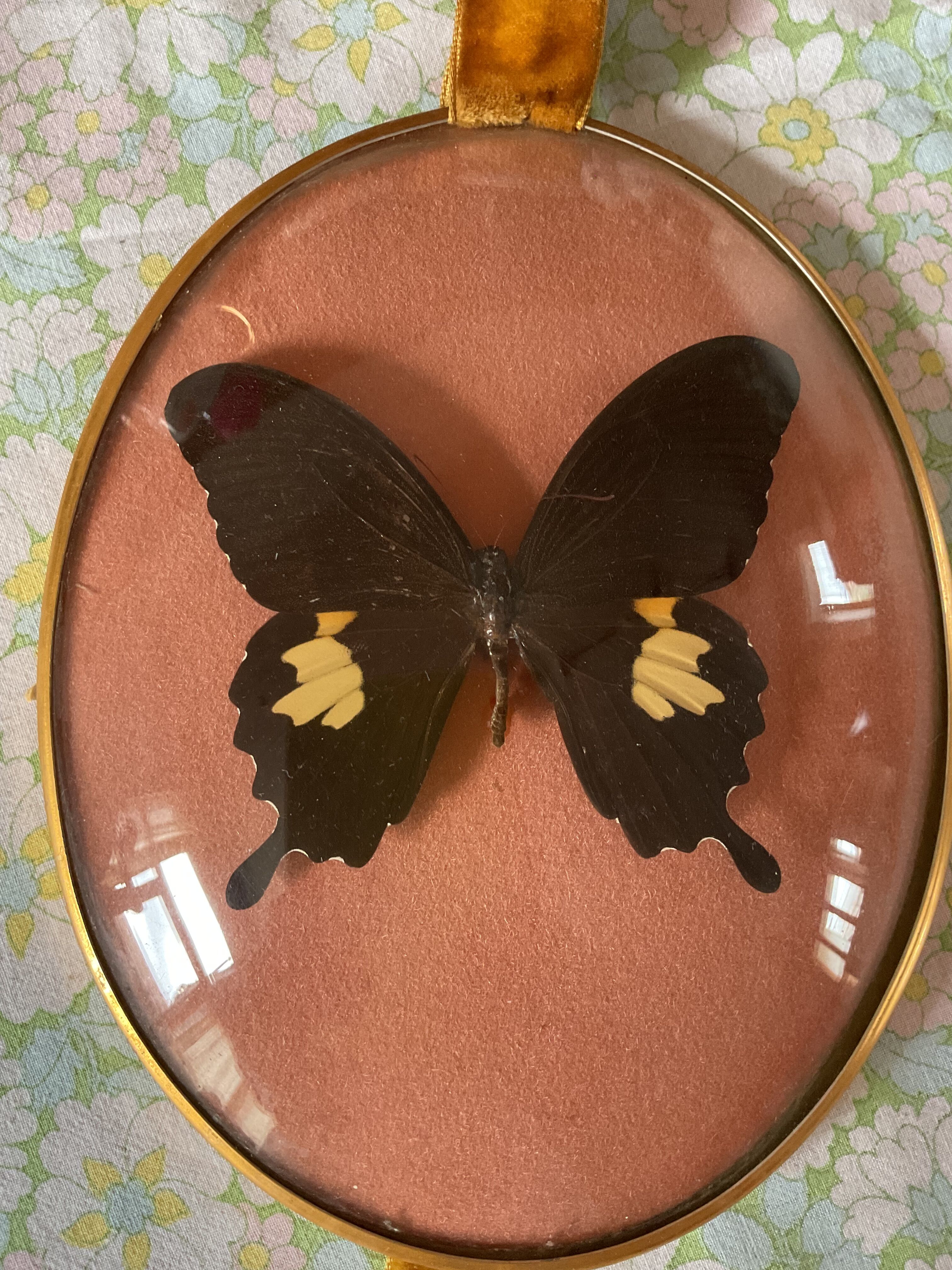 Naturalized butterfly curved glass frame