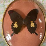 Cadre en verre bombé papillon naturalisé