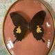 Naturalized butterfly curved glass frame