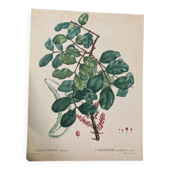 Botanical poster The Caroubier