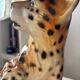 Italian ceramic leopard 1970