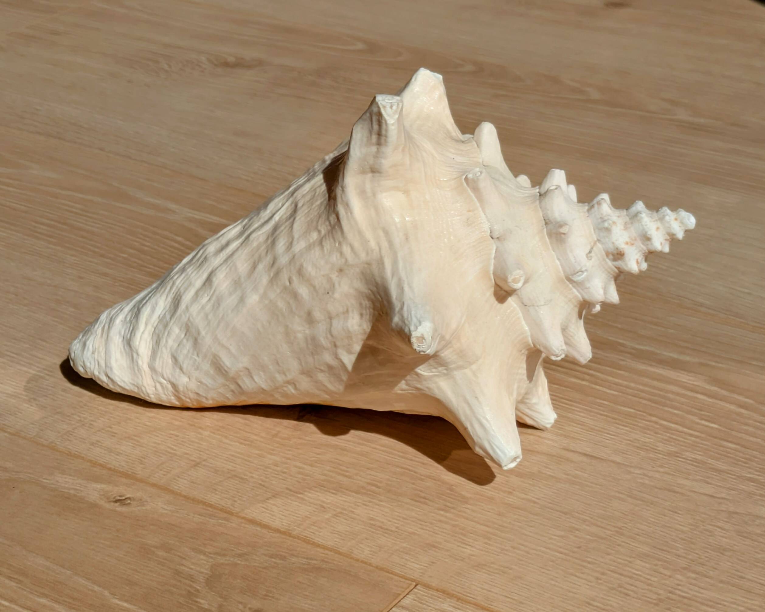 Conch Seashell - Lobatus gigas - 21 cm
