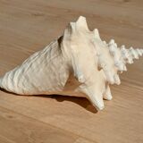 Conch Seashell - Lobatus gigas - 21 cm