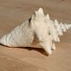 Conch Seashell - Lobatus gigas - 21 cm