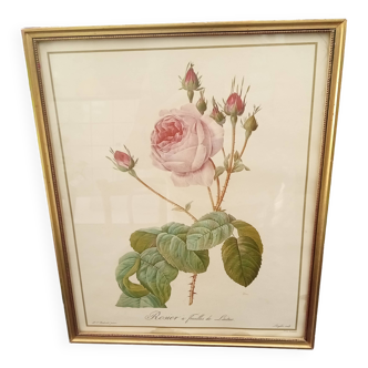 Redouté botanical board