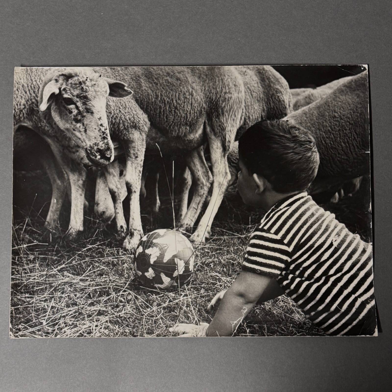 Black and white photo from 1960 depicting a child and sheep.