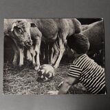 Black and white photo from 1960 depicting a child and sheep.