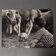 Black and white photo from 1960 depicting a child and sheep.