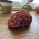 Red coral