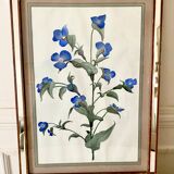 Botanical lithograph frame