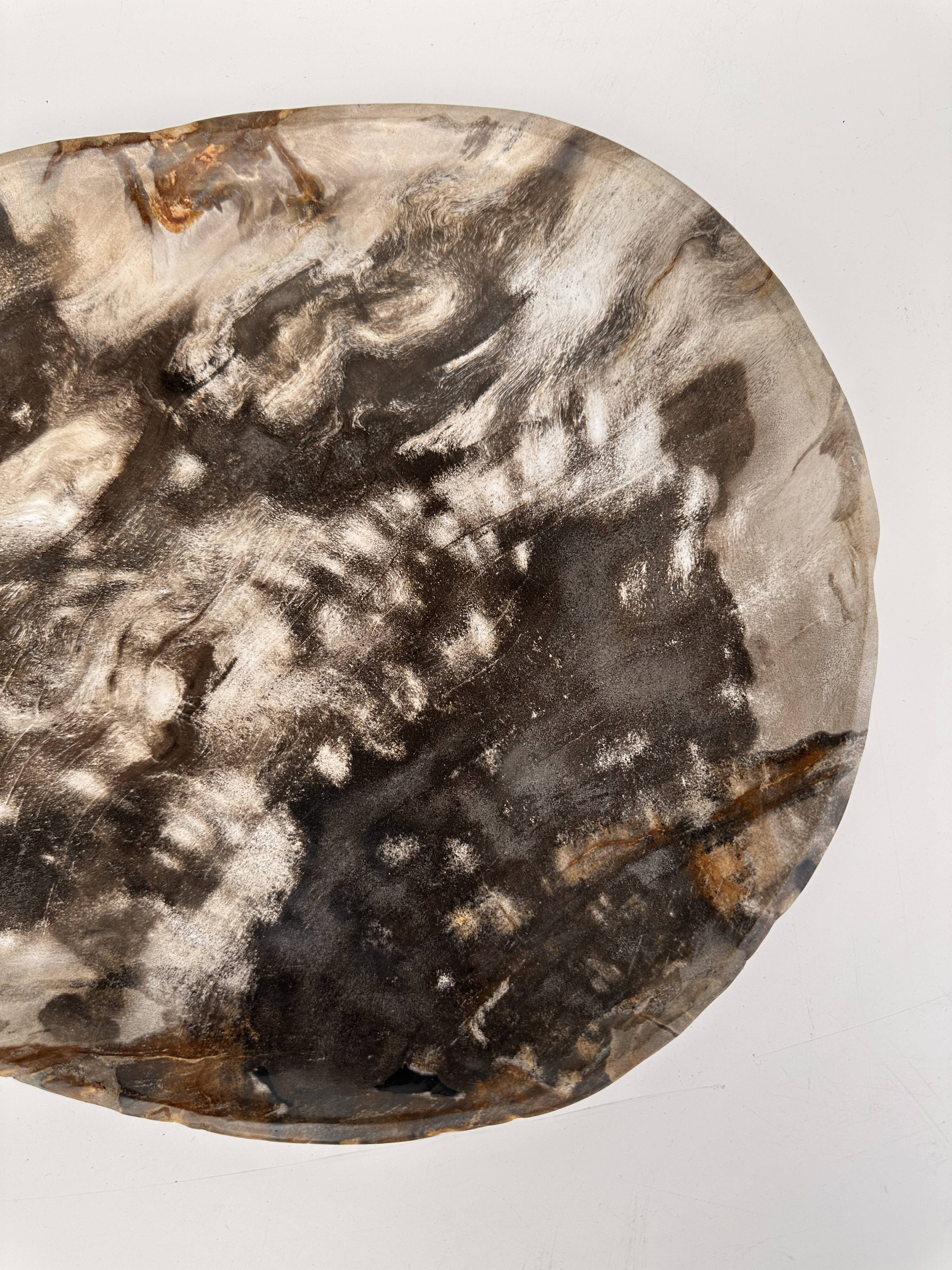 Very large empty pocket or dish in medium light petrified wood 1143