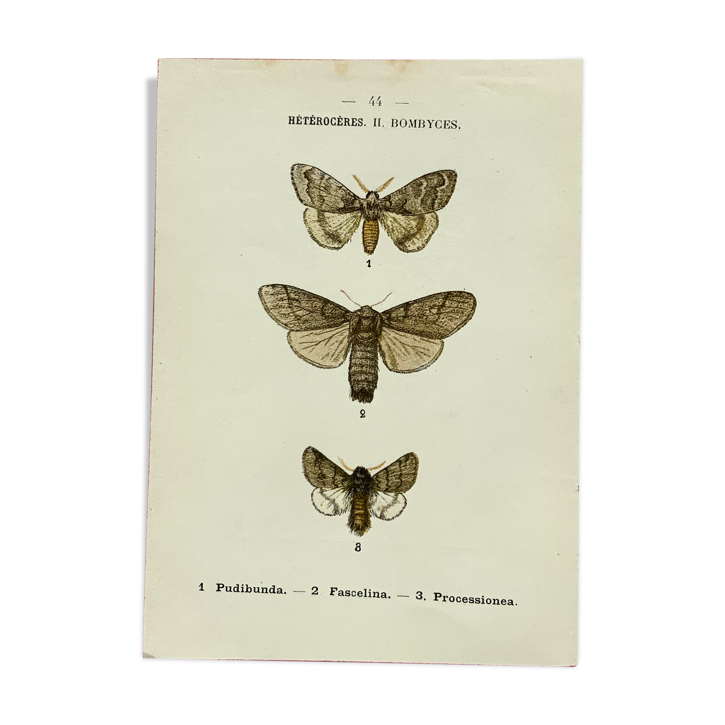 Planche botanique vintage gravure papillon ancienne 1903 double face G. Denise