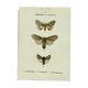Planche botanique vintage gravure papillon ancienne 1903 double face G. Denise