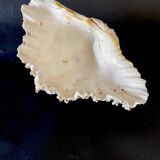 23 cm holy water font, cabinet of curiosities