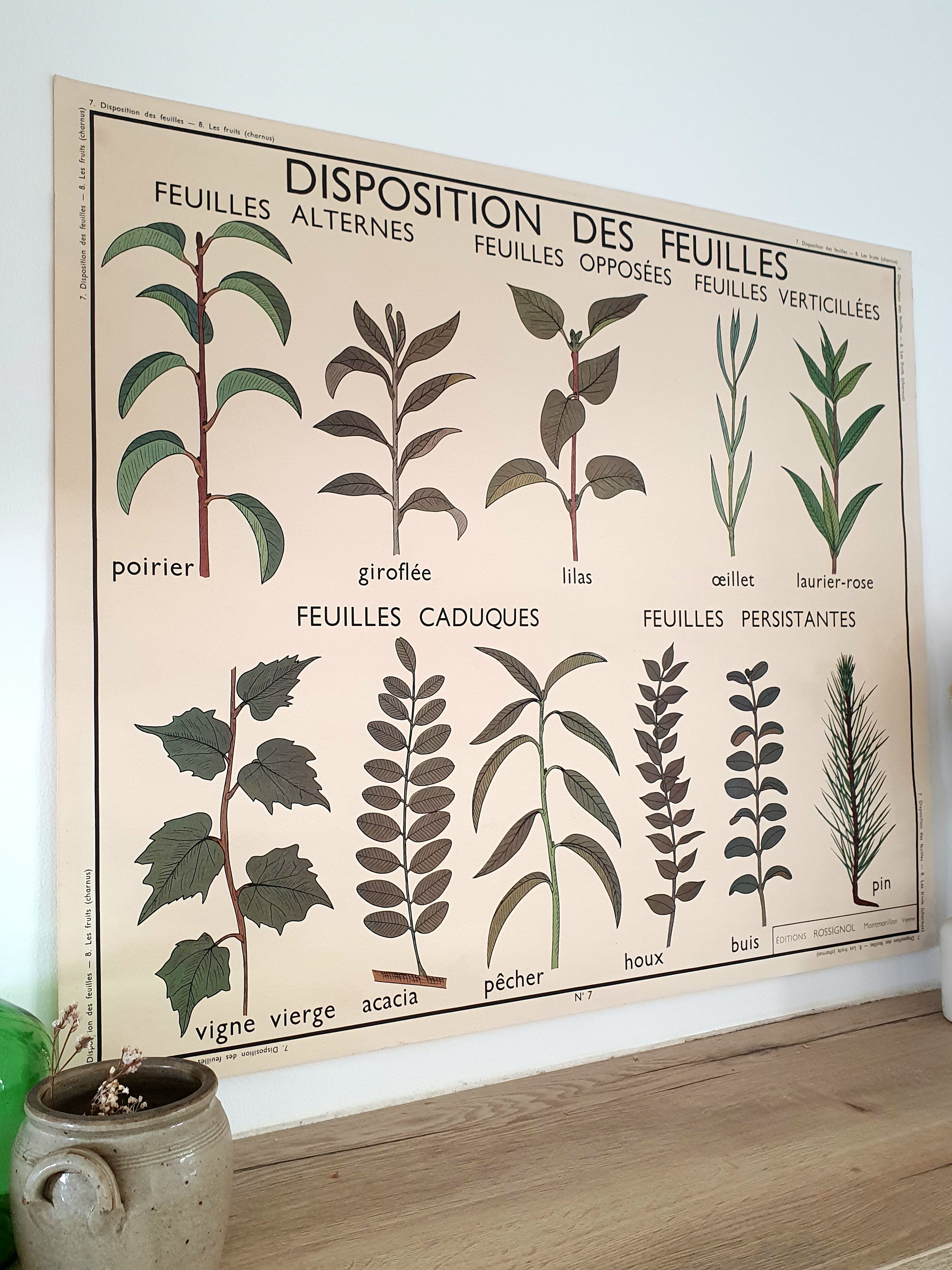 Rossignol school poster