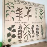 Rossignol school poster