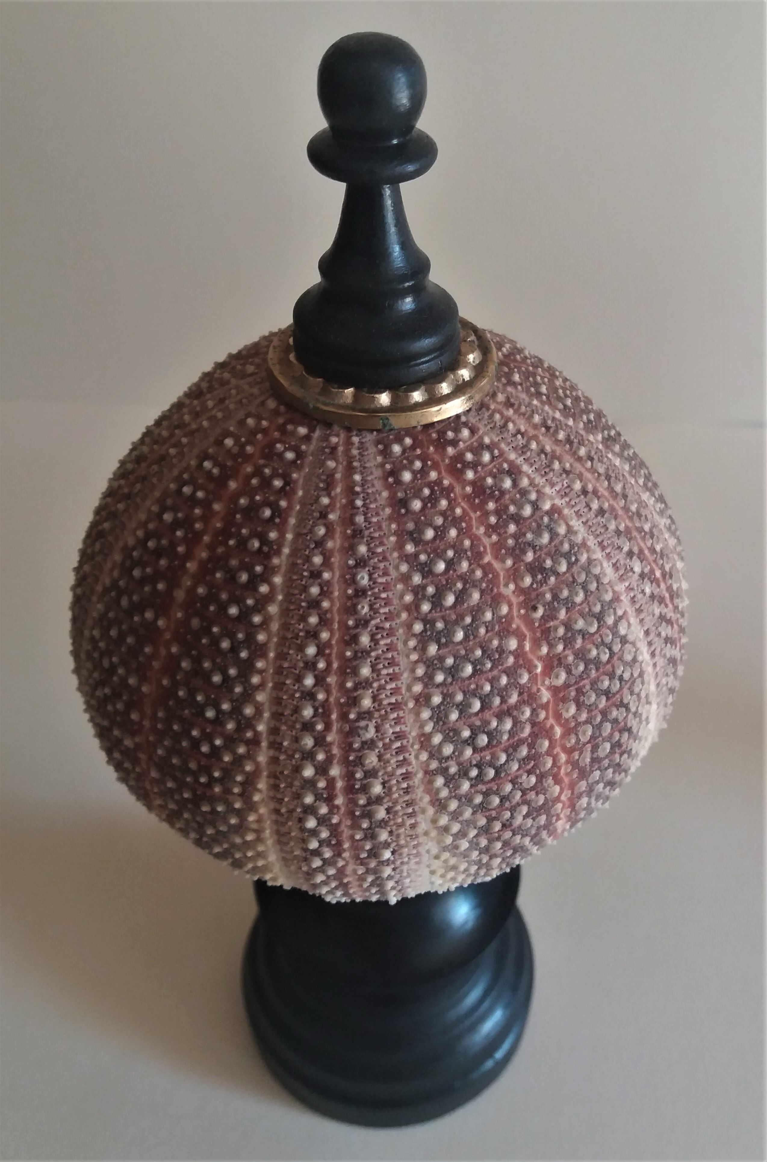 Sea urchin skeleton gracilechinus acutus